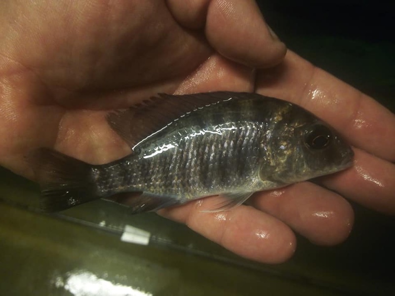 Protomelas sp. 'virgatus luwala' Luwala Reef